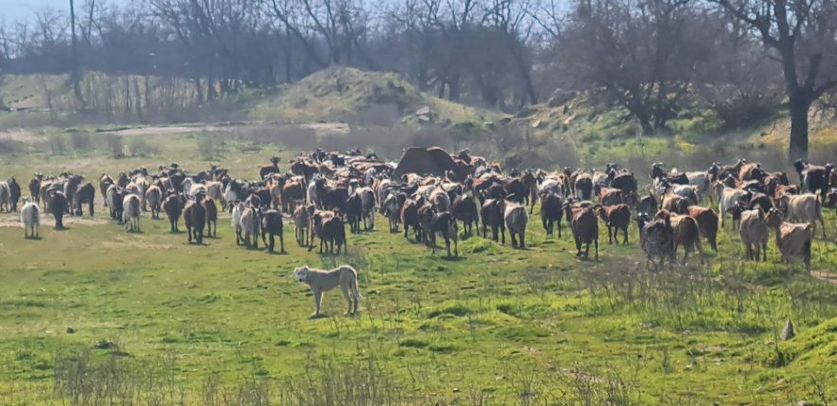 Ευλογιά αιγοπροβάτων: Υπαρκτός ο κίνδυνος να χαθούν πολύτιμες αυτόχθονες φυλές