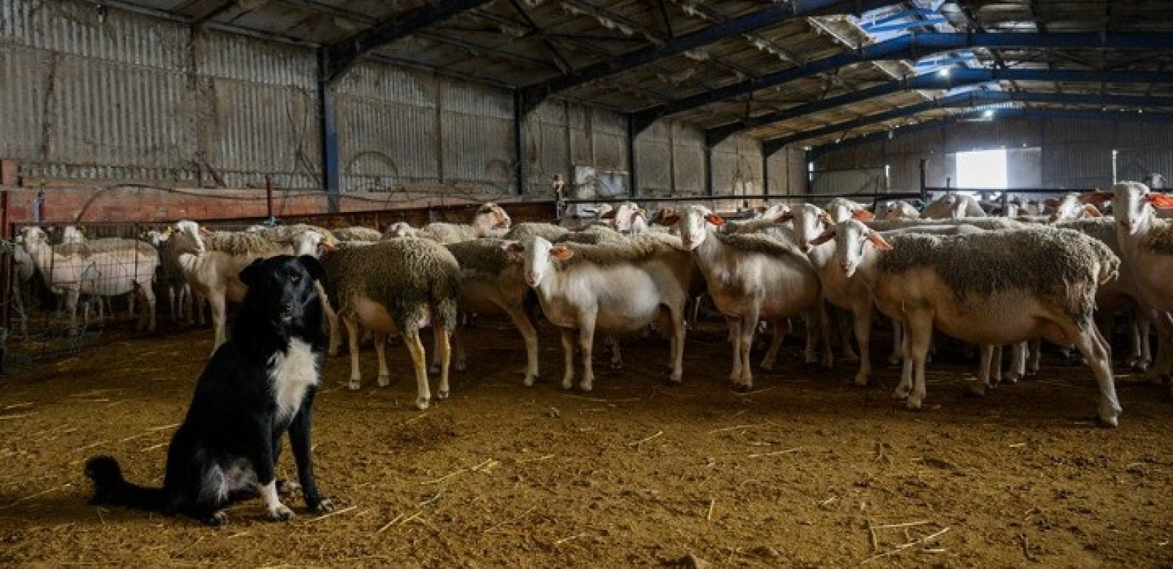 Μυτιλήνη: Αναστέλλουν τη λειτουργία τους οι τυροκομικές μονάδες της Λέσβου