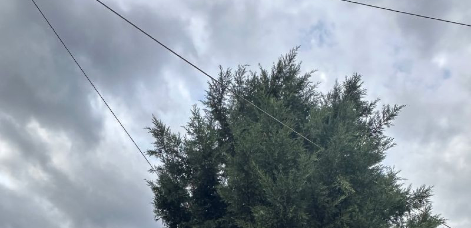 Θεσσαλονίκη: Καλώδια της ΔΕΗ «αγκαλιά» με δέντρα στην αυλή νηπιαγωγείου στην Πυλαία