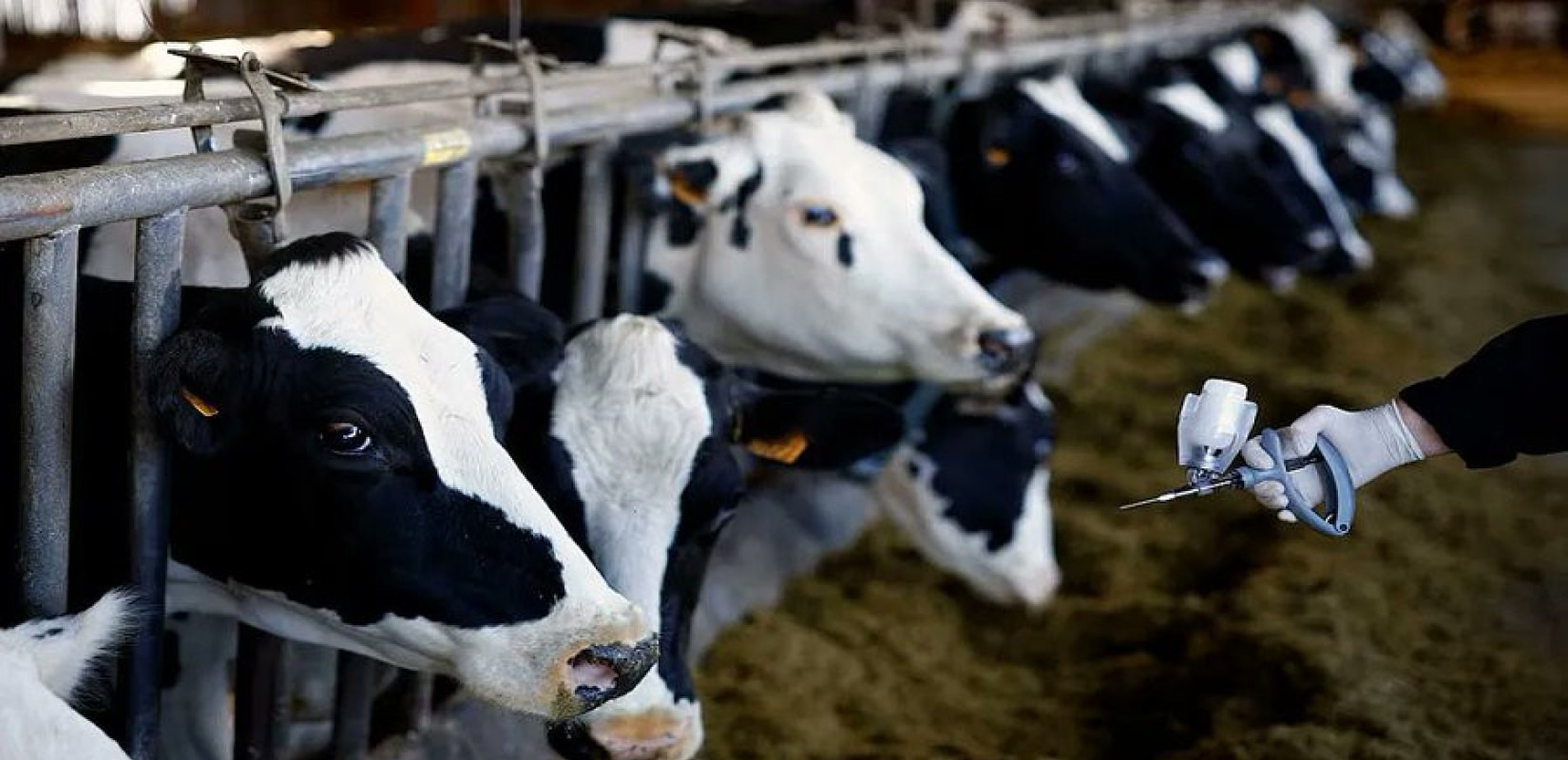 ΥΠΑΑΤ: Διευρύνεται η κάλυψη λειτουργικών δαπανών για ευλογιά και αφθώδη πυρετό σε όλη τη χώρα