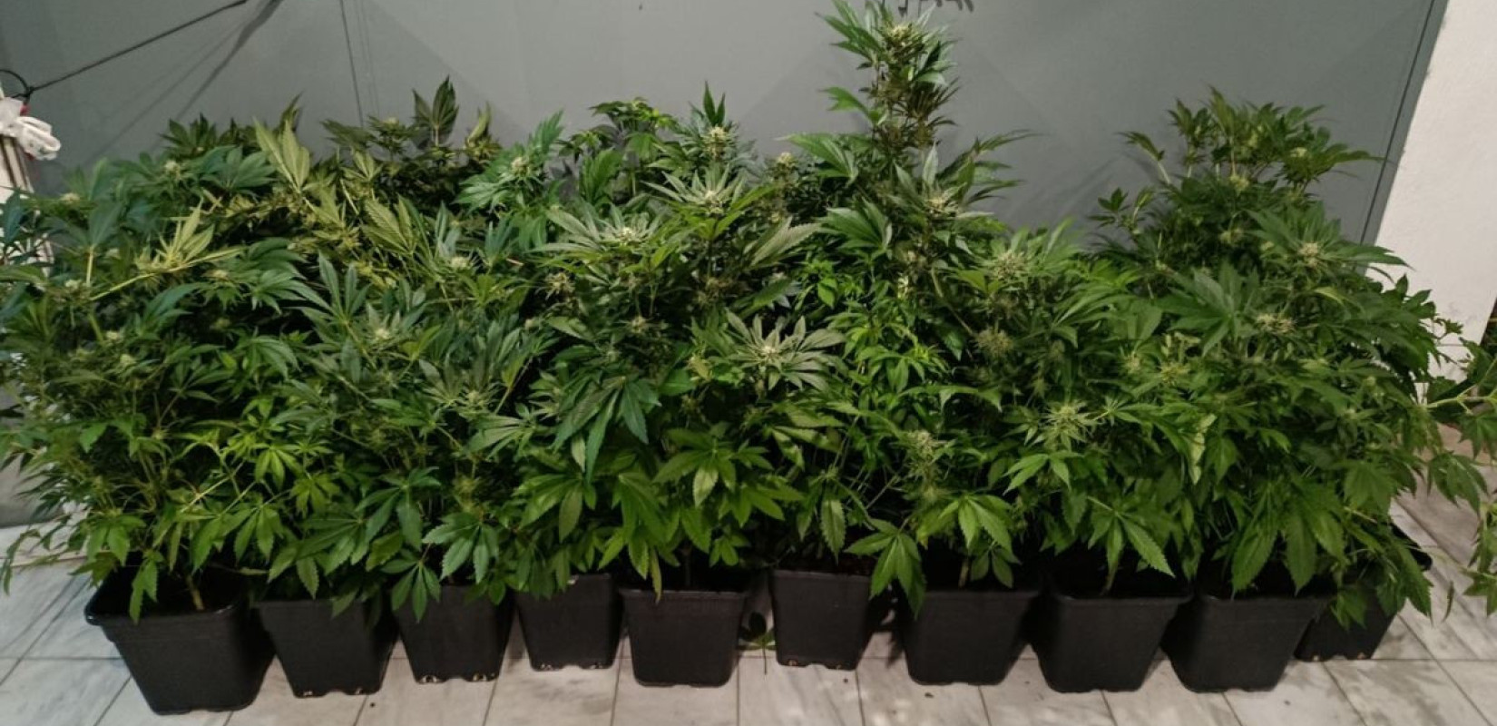 Θεσσαλονίκη: 47χρονος «έστησε» υδροπονικό εργαστήριο κάνναβης σε διαμέρισμα (βίντεο)