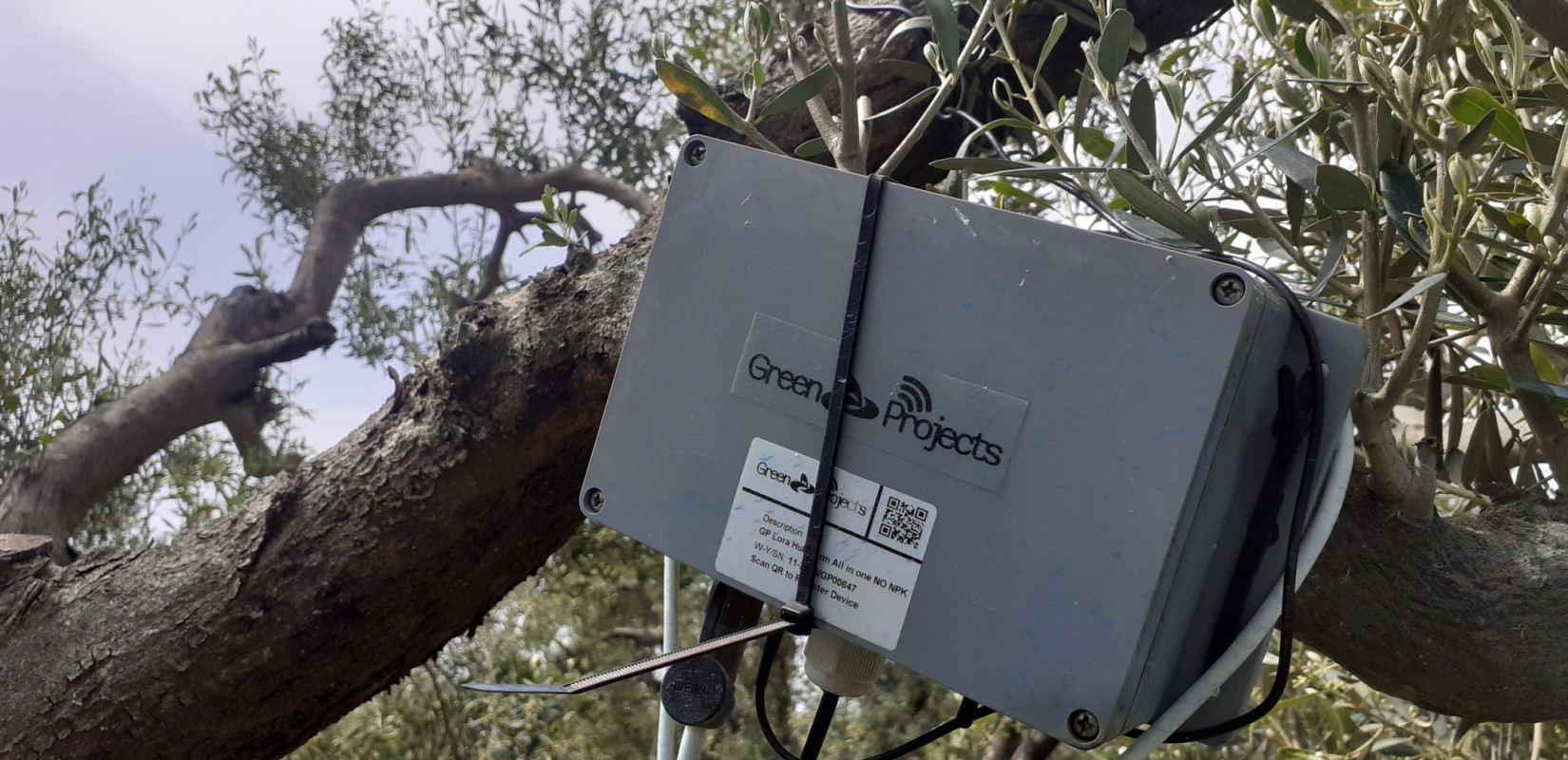 Αγουρέλαιο Χαλκιδικής: Καινοτόμo πρωτόκολλο παραγωγής «εκτοξεύει» τις δυνατότητες των ελαιοκαλλιεργητών