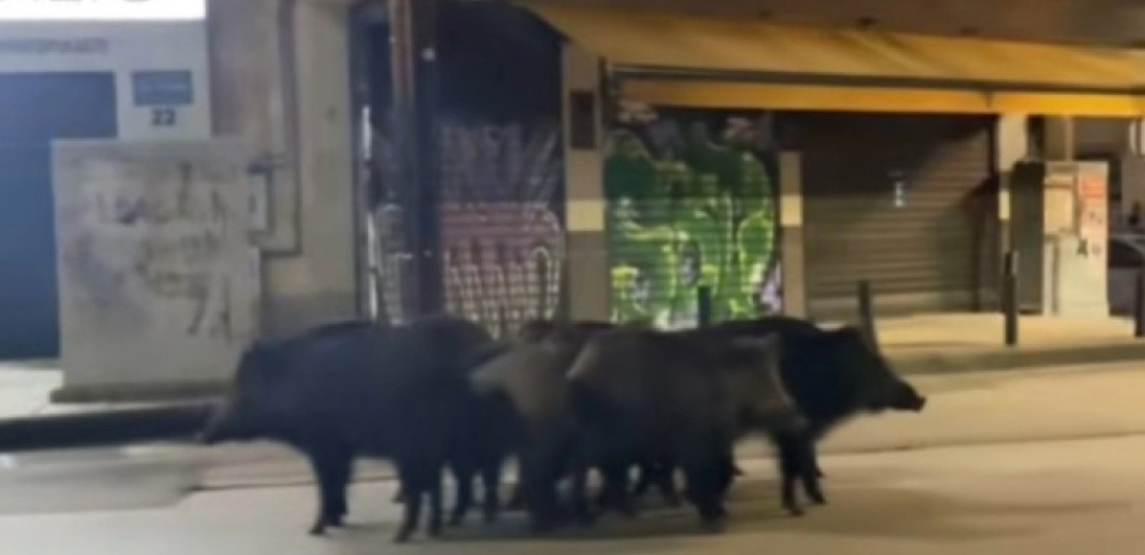 Θεσσαλονίκη: Αγριογούρουνα βολτάρουν σε κεντρικότατο σημείο, κοντά σε σταθμό του Μετρό (βίντεο)