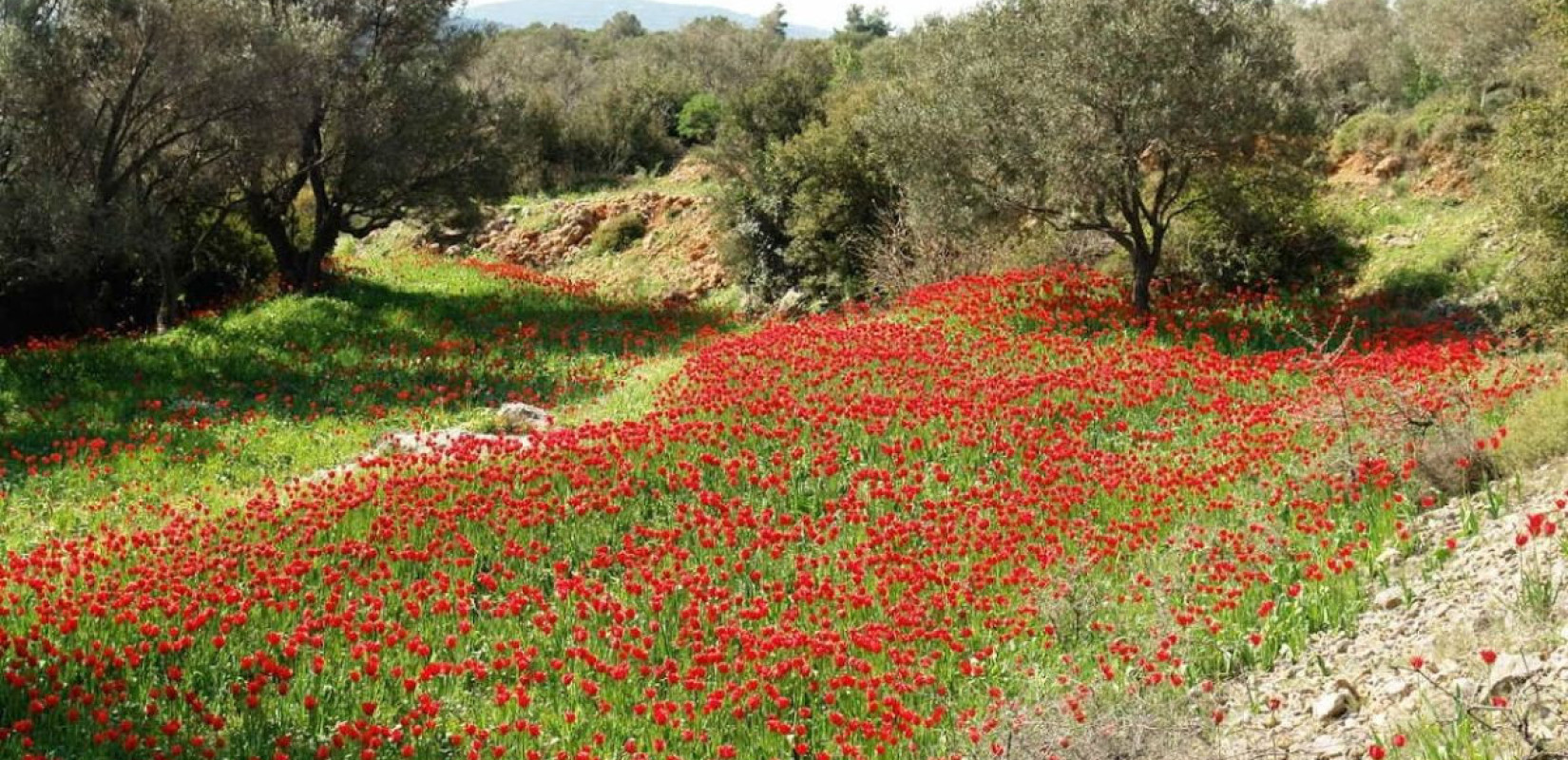 Τα κόκκινα λιβάδια στη Χίο