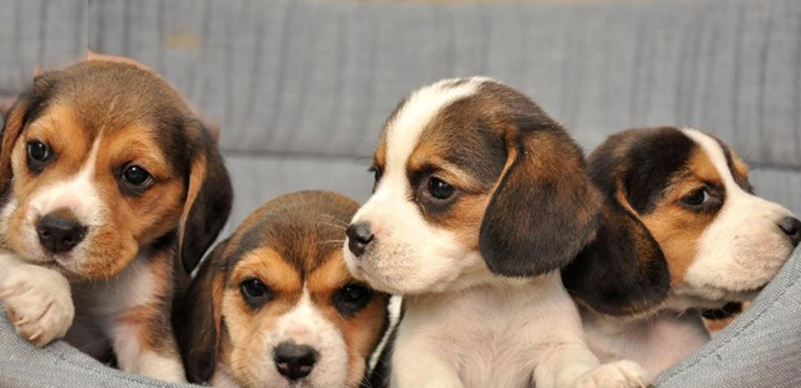 Δ. Ωραιοκάστρου: Έκκληση για τον περιορισμό των ανεξέλεγκτων γεννήσεων δεσποζόμενων ζώων