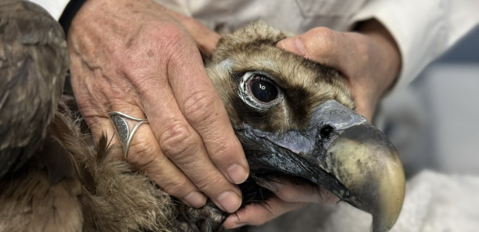 Έβρος: Ο μαυρόγυπας «Ιωάννα» επέστρεψε στη Δαδιά και ανανέωσε την ελπίδα