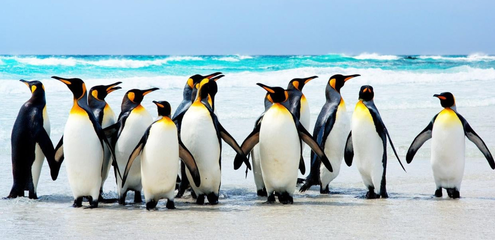 Ο αυτοκρατορικός πιγκουίνος περιελήφθη επισήμως στα «απειλούμενα» είδη