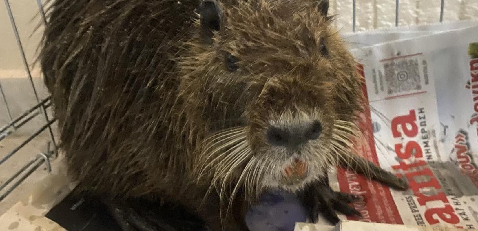 Θεσσαλονίκη: Θλιβερή εξέλιξη με τον μυοκάστορα που βρέθηκε στην Επανομή - Απέβαλε πέντε μωρά