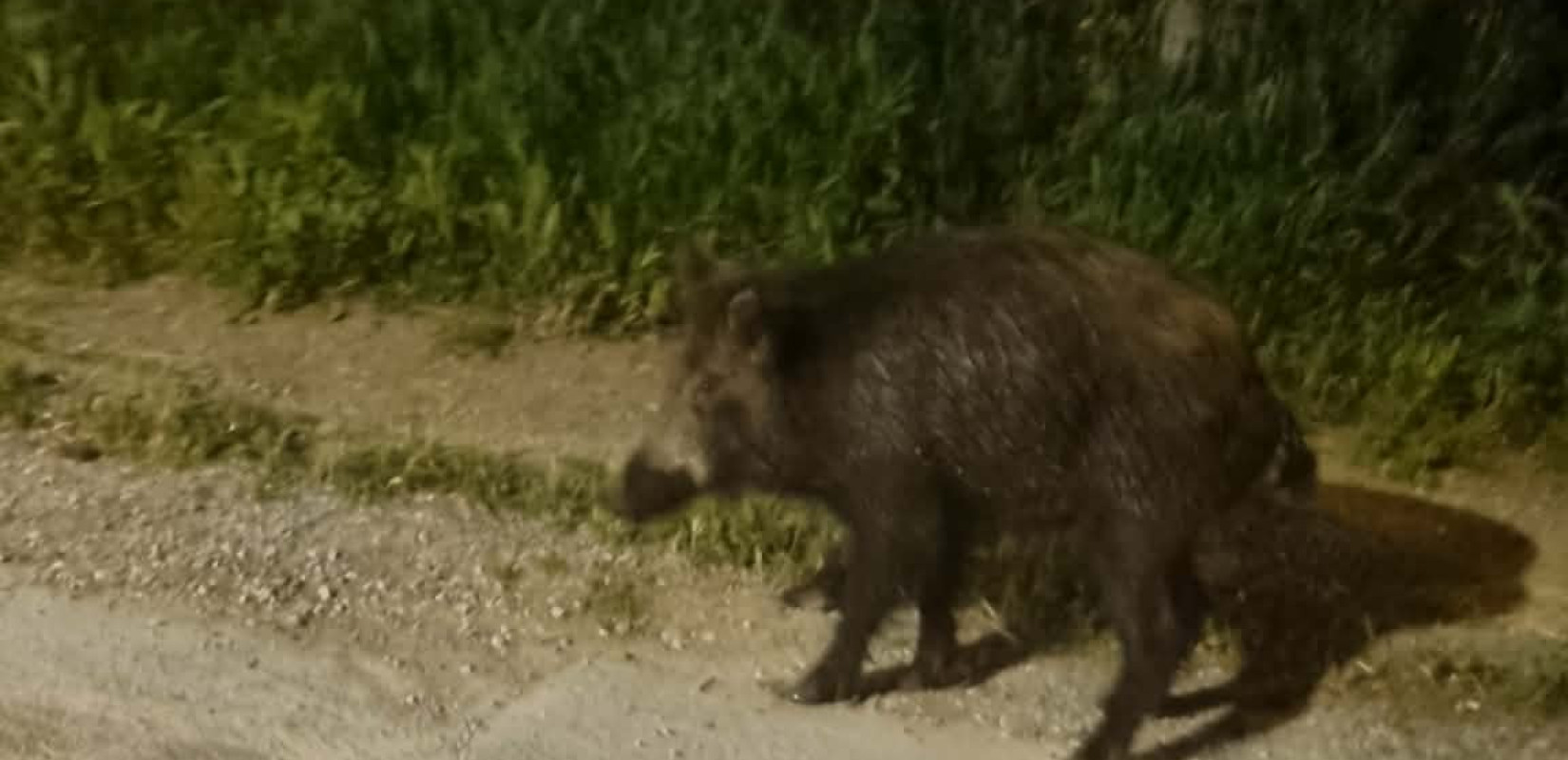 Θεσσαλονίκη: Αγριογούρουνα «κάνουν βόλτες» στον Κεδρηνό Λόφο