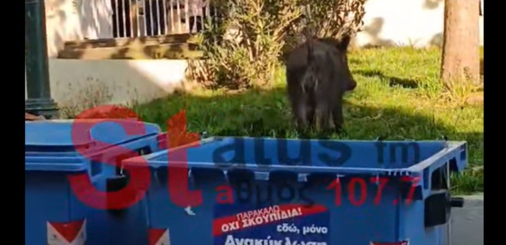 Θεσσαλονίκη: Αγριογούρουνο έκανε βόλτα στο Τσινάρι και σε πάρκο στην Άνω Πόλη (βίντεο)