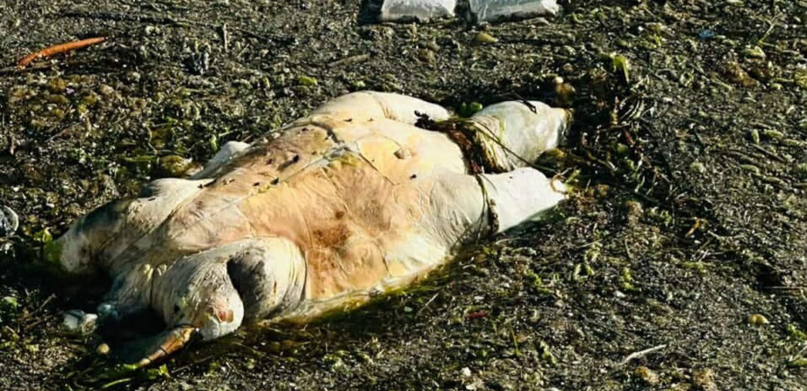 Θεσσαλονίκη: Νεκρή χελώνα ξεβράστηκε στον Θερμαϊκό μπροστά στον Λευκό Πύργο (βίντεο)