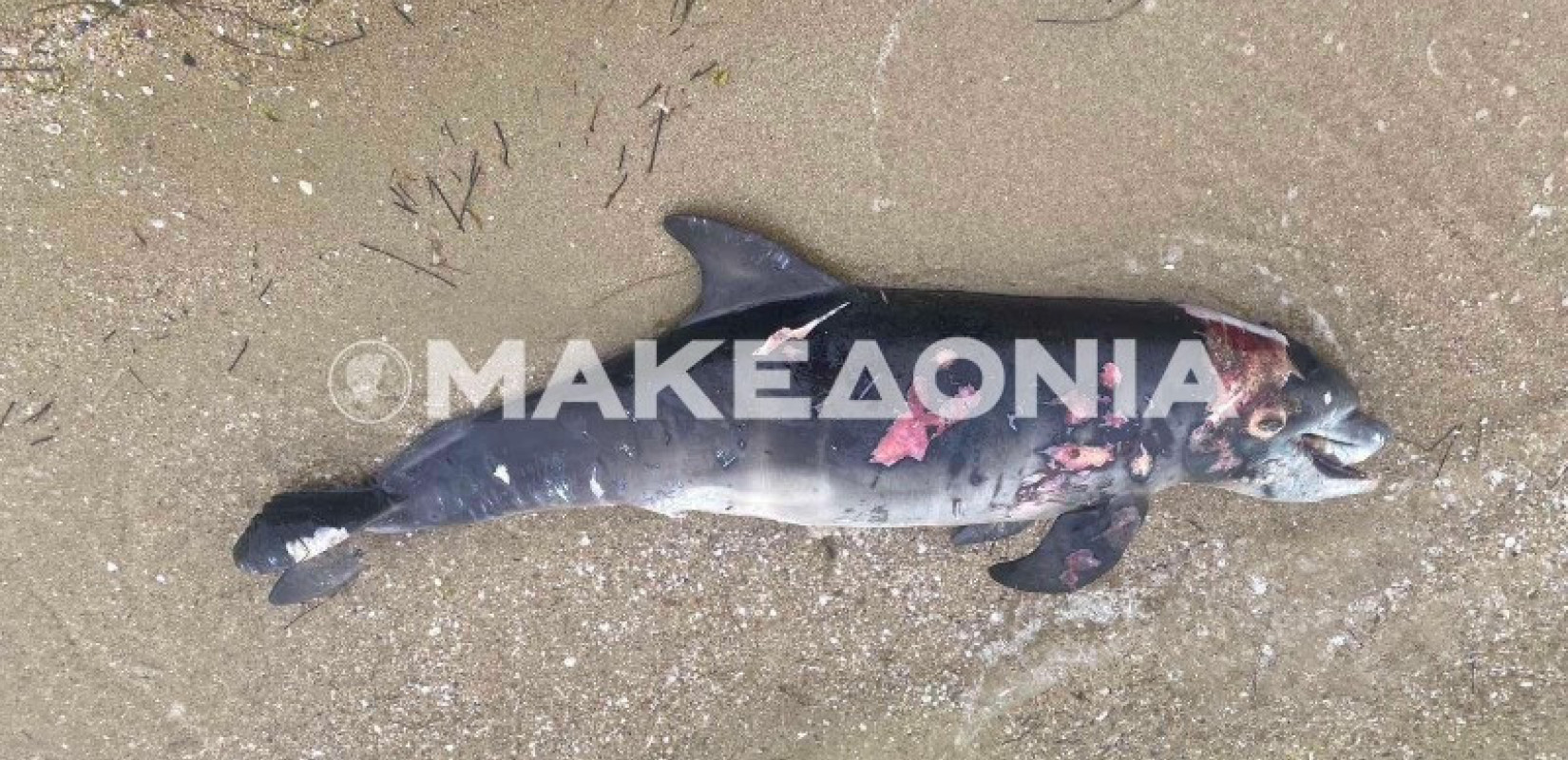 Θεσσαλονίκη: Νεκρό δελφίνι στην Επανομή - Βρέθηκε δίπλα σε κάδο σκουπιδιών (βίντεο)