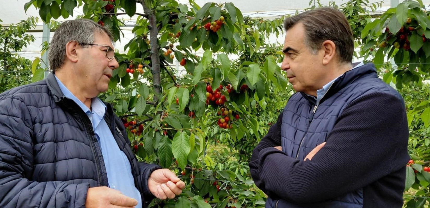 Πέλλα - Μαργαρίτης Σχοινάς: Τα κεράσια είναι ο «κόκκινος χρυσός» της περιοχής