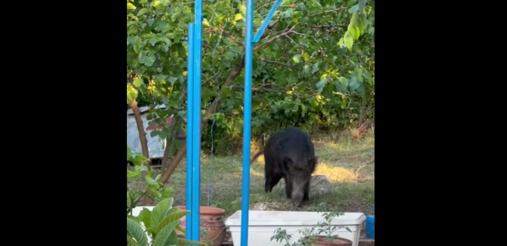 «Επέλαση» αγριογούρουνων στη Βέροια: Φόβος για τους κατοίκους στον λόφο Βικέλα (βίντεο)