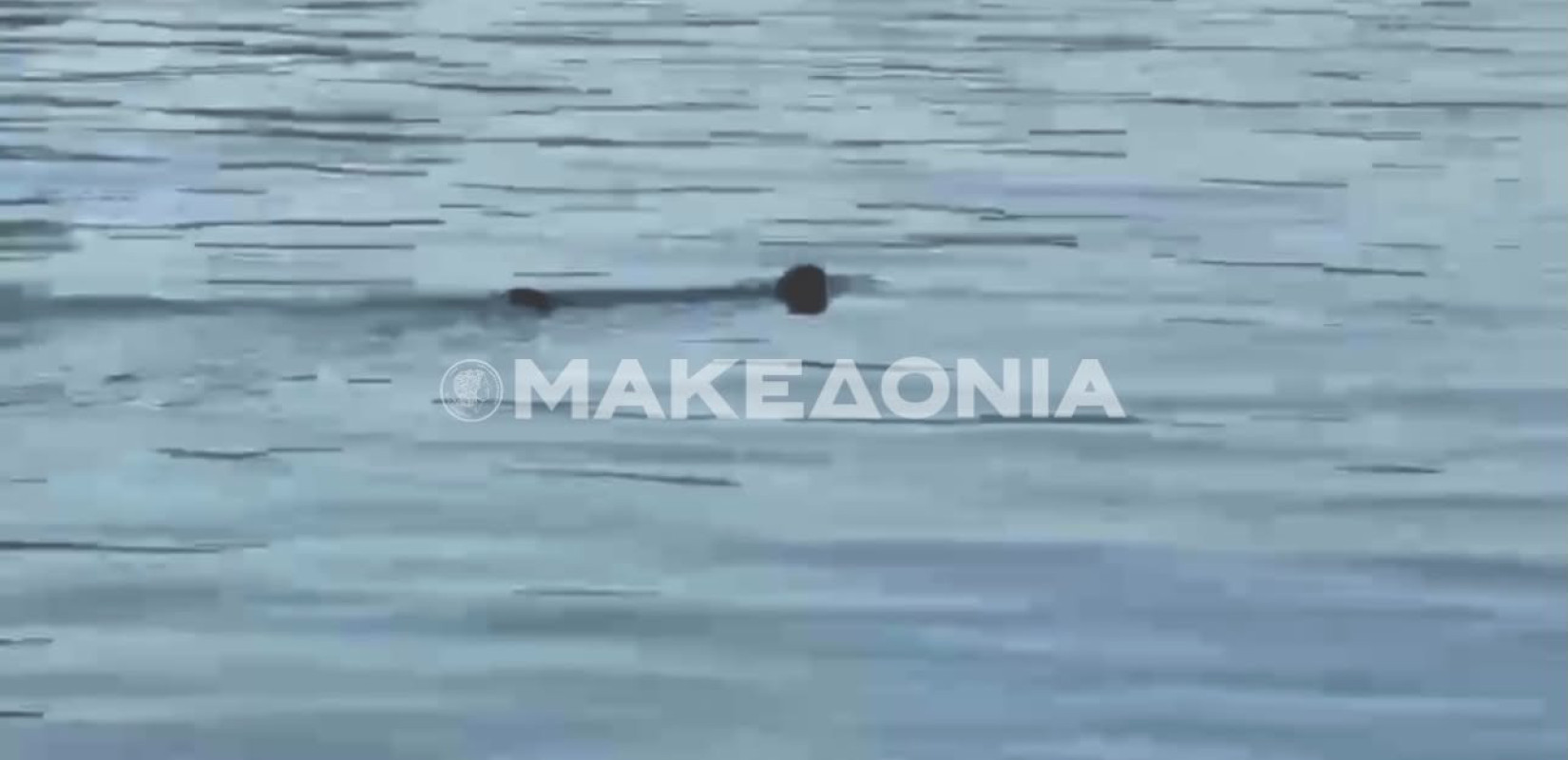 Θεσσαλονίκη: Φώκια εμφανίστηκε στον Θερμαϊκό (βίντεο)