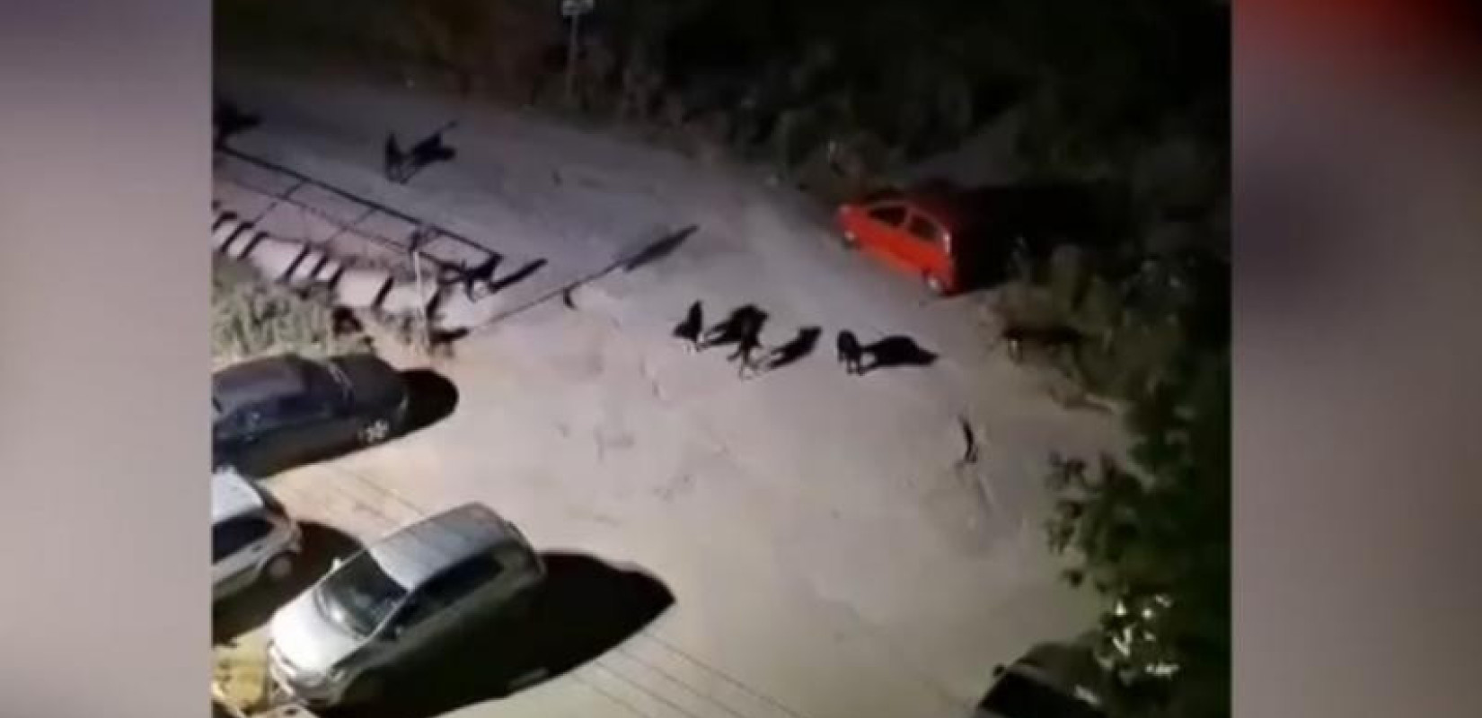 Θεσσαλονίκη: Αγέλη 20 αδέσποτων «σαρώνει» Πυλαία, Τούμπα και Καλαμαριά - Σε απόγνωση οι κάτοικοι (βίντεο)