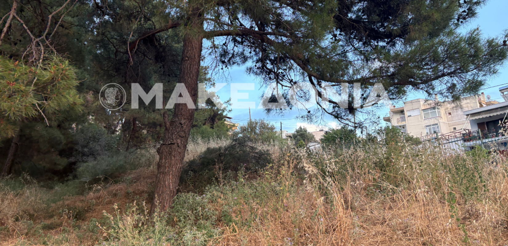 Θεσσαλονίκη: Εικόνα εγκατάλειψης στο Άλσος Μετεώρων – Ξερά χόρτα και σοβαρός κίνδυνος πυρκαγιάς προκαλούν την αγανάκτηση των κατοίκων