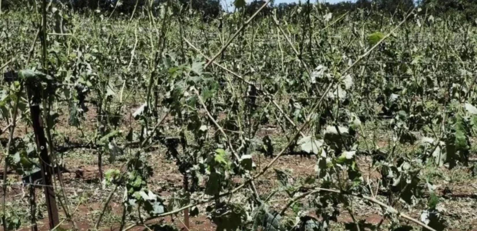 Ήπειρος: Σοβαρές καταστροφές  στα αμπέλια της Ζίτσας από την χαλαζόπτωση