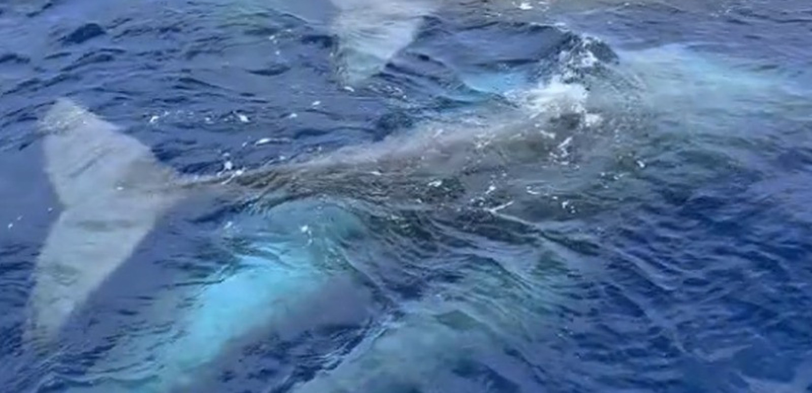 Λευκάδα: Πέντε φάλαινες εντοπίστηκαν να κολυμπούν μαζί στα νερά του Ιονίου (βίντεο)