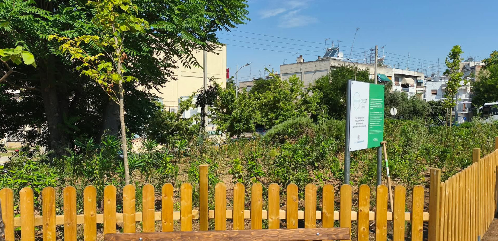 Θεσσαλονίκη: Το πρώτο της Urban Micro Forest απέκτησε η πόλη