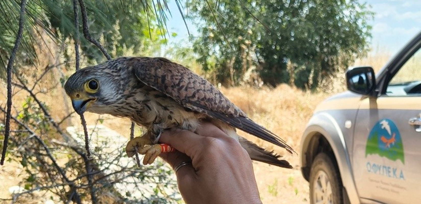 Κιρκινέζι διακρίνεται το πλαστικό δαχτυλίδι κόκκινου χρώματος/ Ευτέρπη Πατεστσίνη