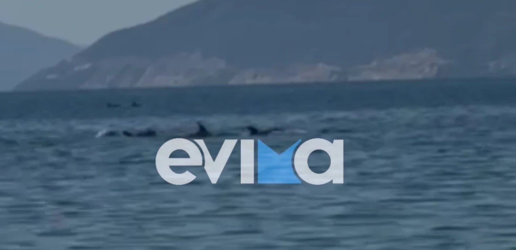 Εντυπωσιακό βίντεο από την Εύβοια με κοπάδι δελφινιών δίπλα σε λουόμενους