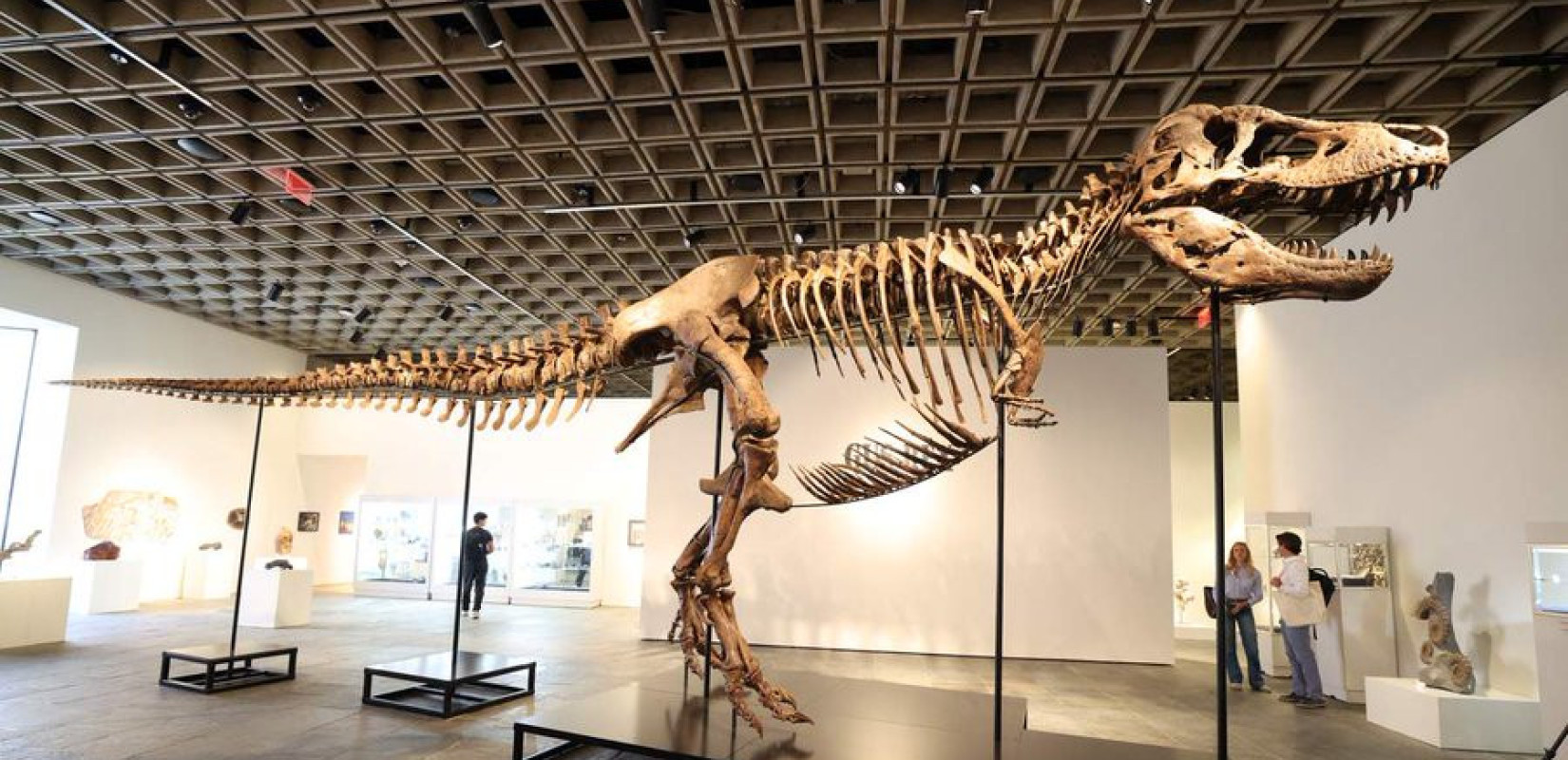 T-Rex αξίας 50 εκατομμυρίων: Ο «Γκας» έγινε το ακριβότερο απολίθωμα στον κόσμο