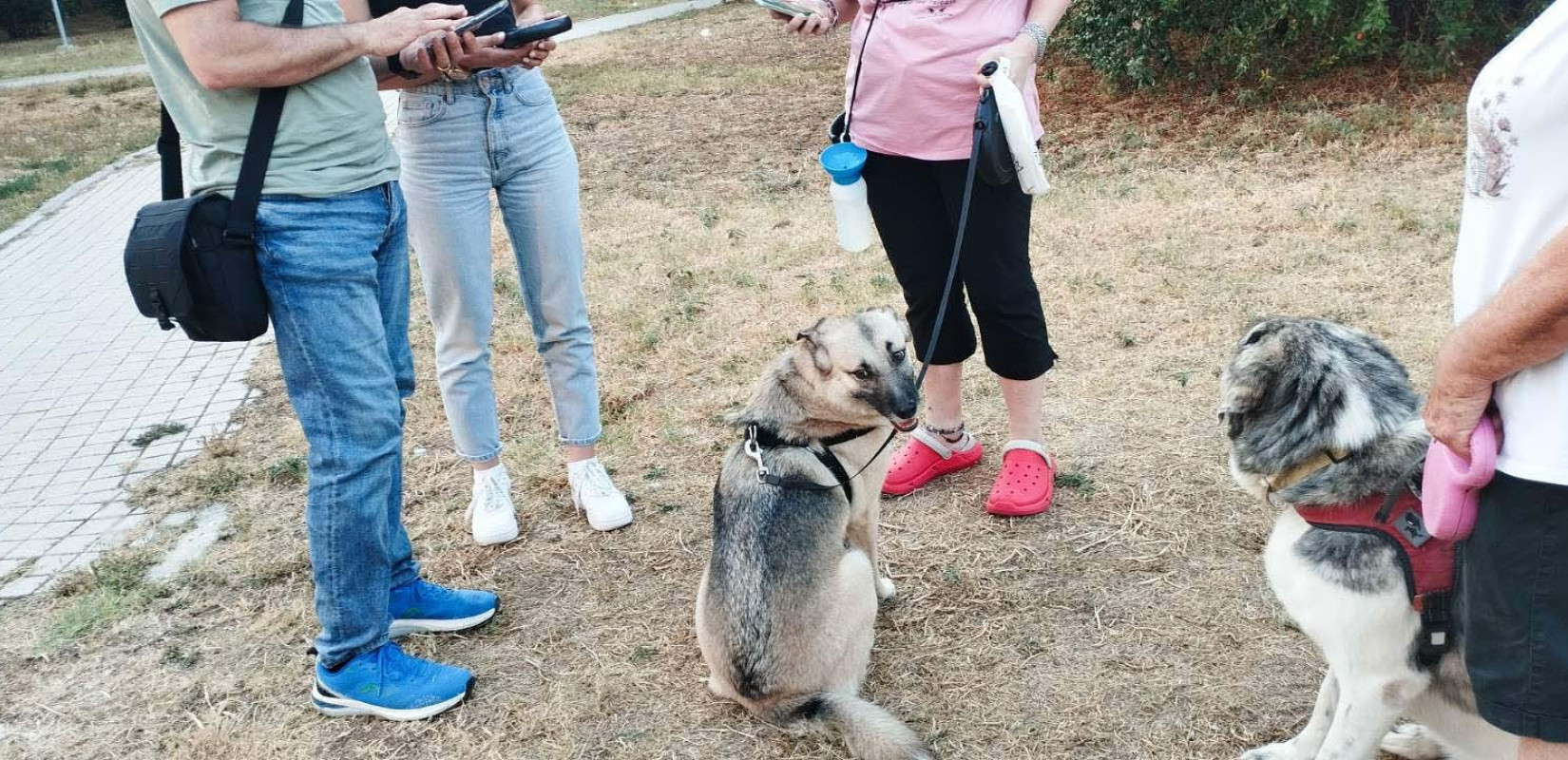 Θεσσαλονίκη: Τουλάχιστον 22 πρόστιμα σε ιδιοκτήτες ζώων συντροφιάς - Την «πρωτιά» έχει η έλλειψη κτηνιατρικού ελέγχου