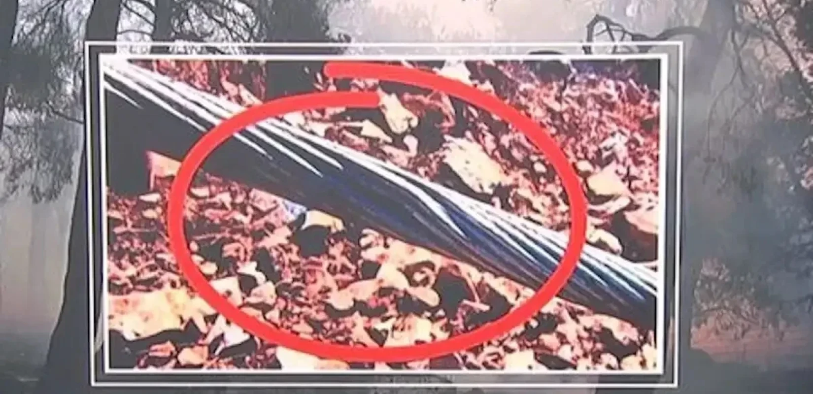 Πηγή φωτογραφίας: ertnews.gr