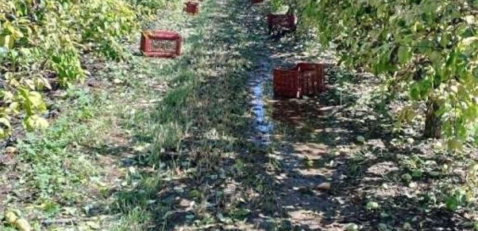 Μ. Χαρακόπουλος για χαλαζόπληκτα χωριά: Κανένας παραγωγός δεν θα μείνει μόνος του - 100% αποζημίωση και προκαταβολές 65%