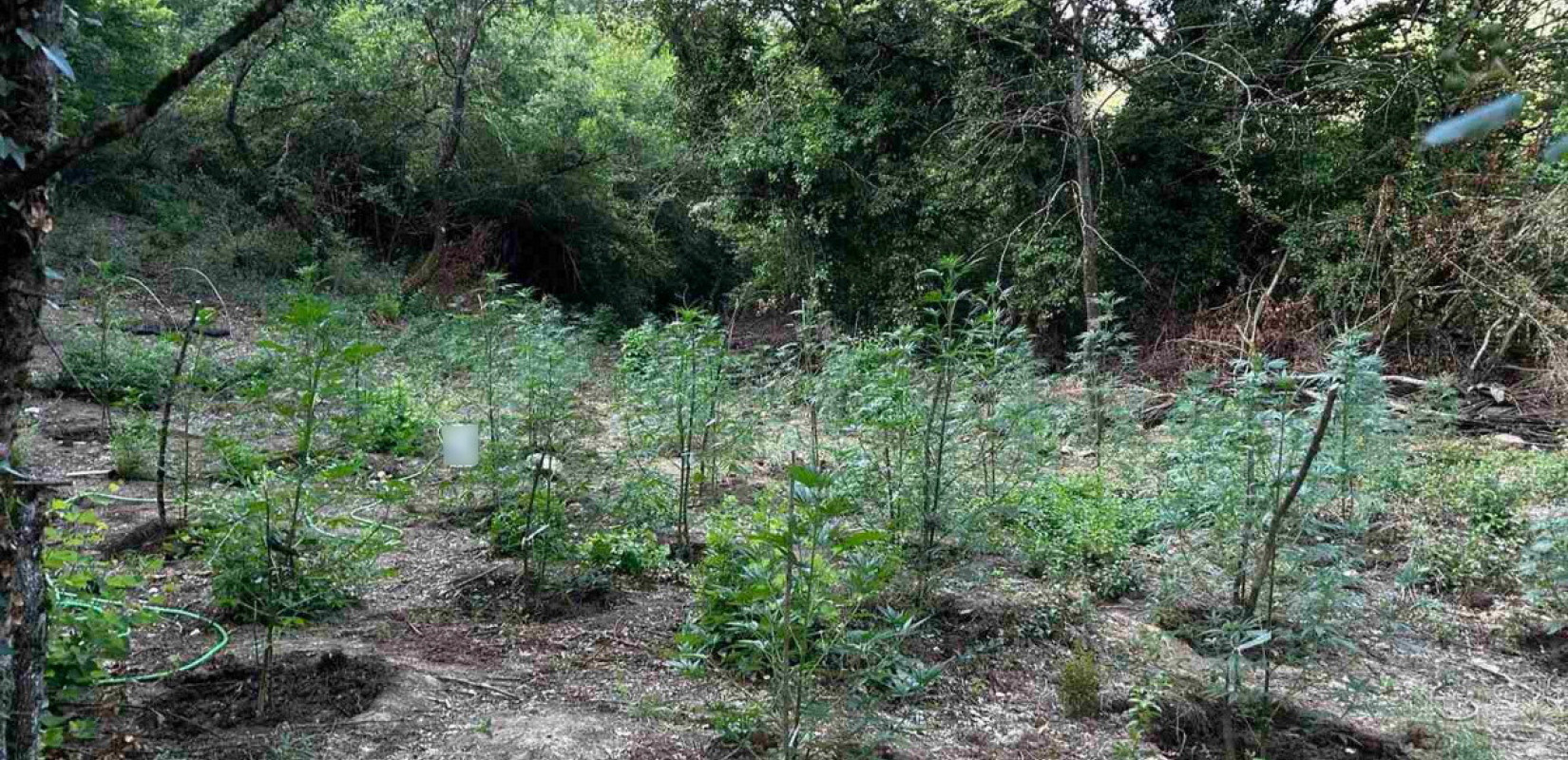 Φθιώτιδα: Έστησαν φυτεία κάνναβης με 2.000 δενδρύλλια αξίας 2 εκατ. ευρώ σε δύσβατη δασική περιοχή