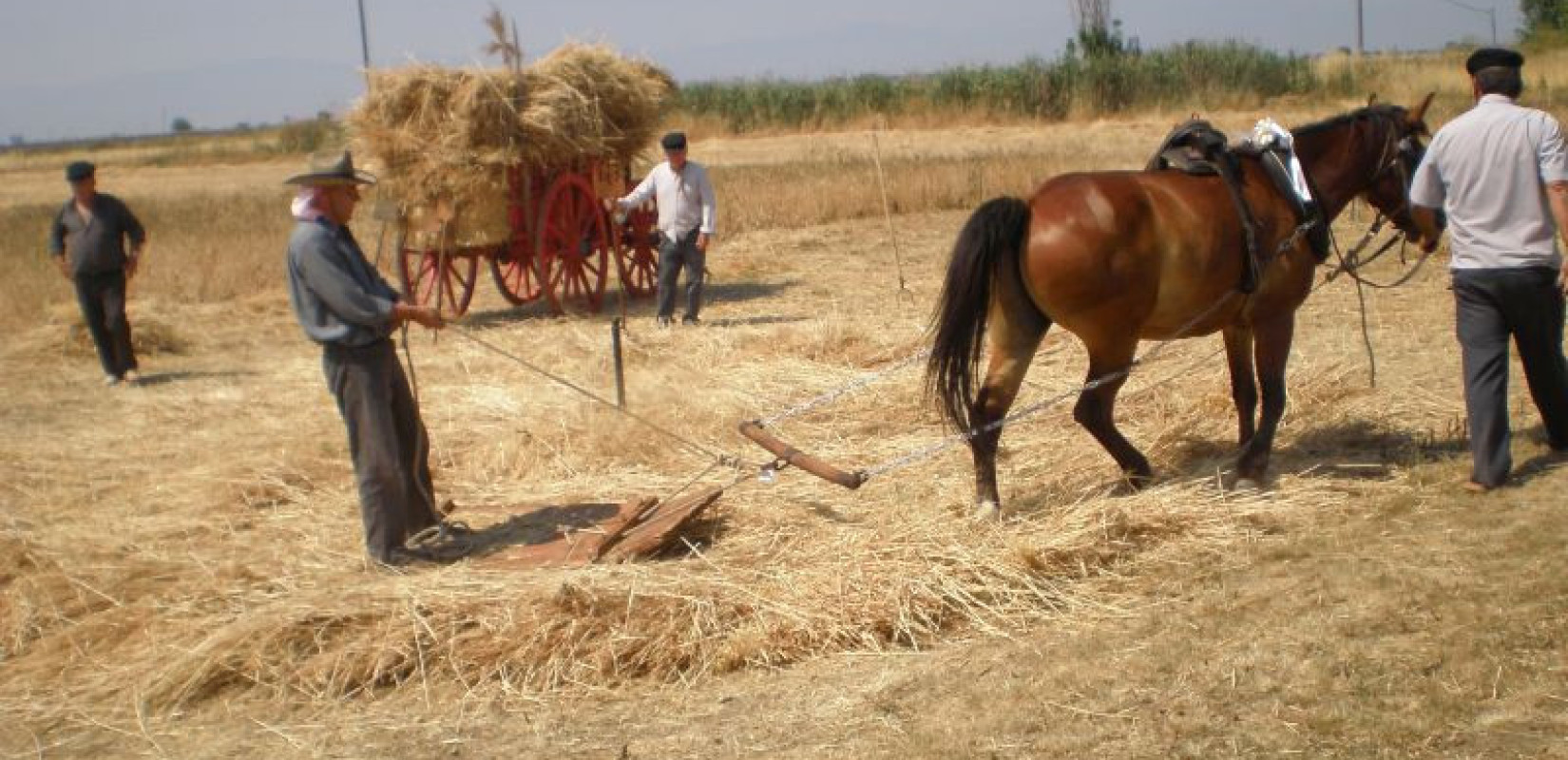 ΑΠΕ-ΜΠΕ, Βασιλική Κοζιού-Κολοφωτιά