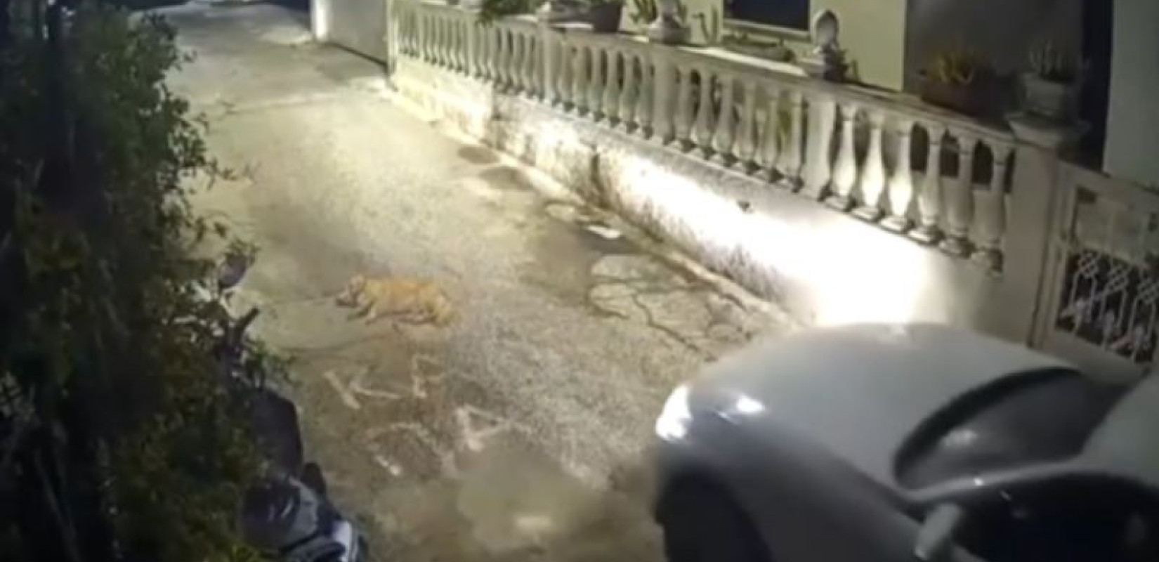 Κέρκυρα: Στη Δικαιοσύνη ο οδηγός που πάτησε σκόσιμα και θανάτωσε σκύλο - Αποτροπιασμός από το βίντεο-ντροπή
