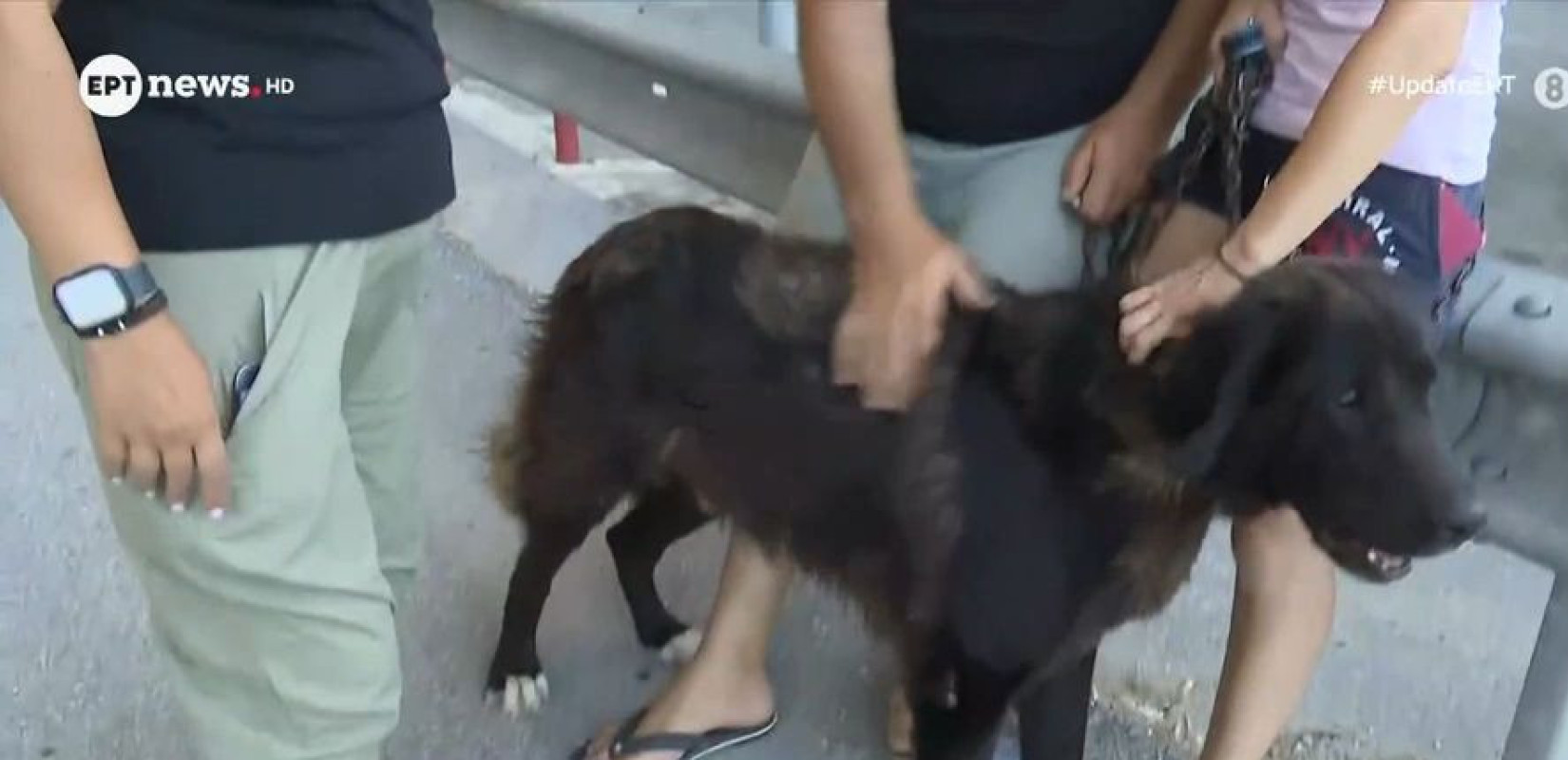 Φωτιά στη Χαλκιδική - Μαρτυρία κατοίκων: «Κάηκε το σπίτι μας, πάνε τα σκυλάκια μας...» (βίντεο)