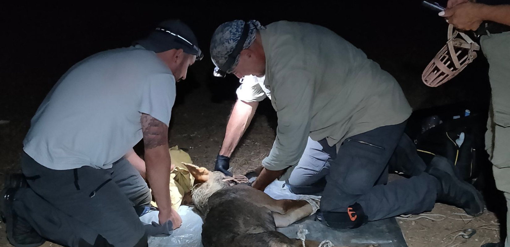 Θεσσαλονίκη: Πιάστηκε ο λύκος που επιτέθηκε σε 4χρονο κοριτσάκι στην Πολίχνη - Θα μεταφερθεί στην Φλώρινα