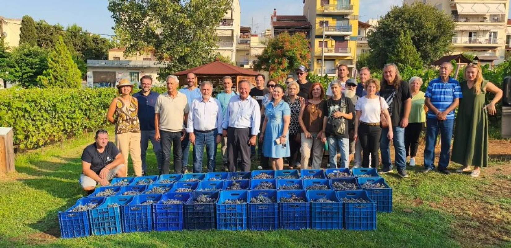 Τρύγισαν και φέτος τον Αστικό Αμπελώνα Θεσσαλονίκης: 700 φιάλες ποιοτικού κρασιού αναμένονται να παραχθούν (βίντεο)