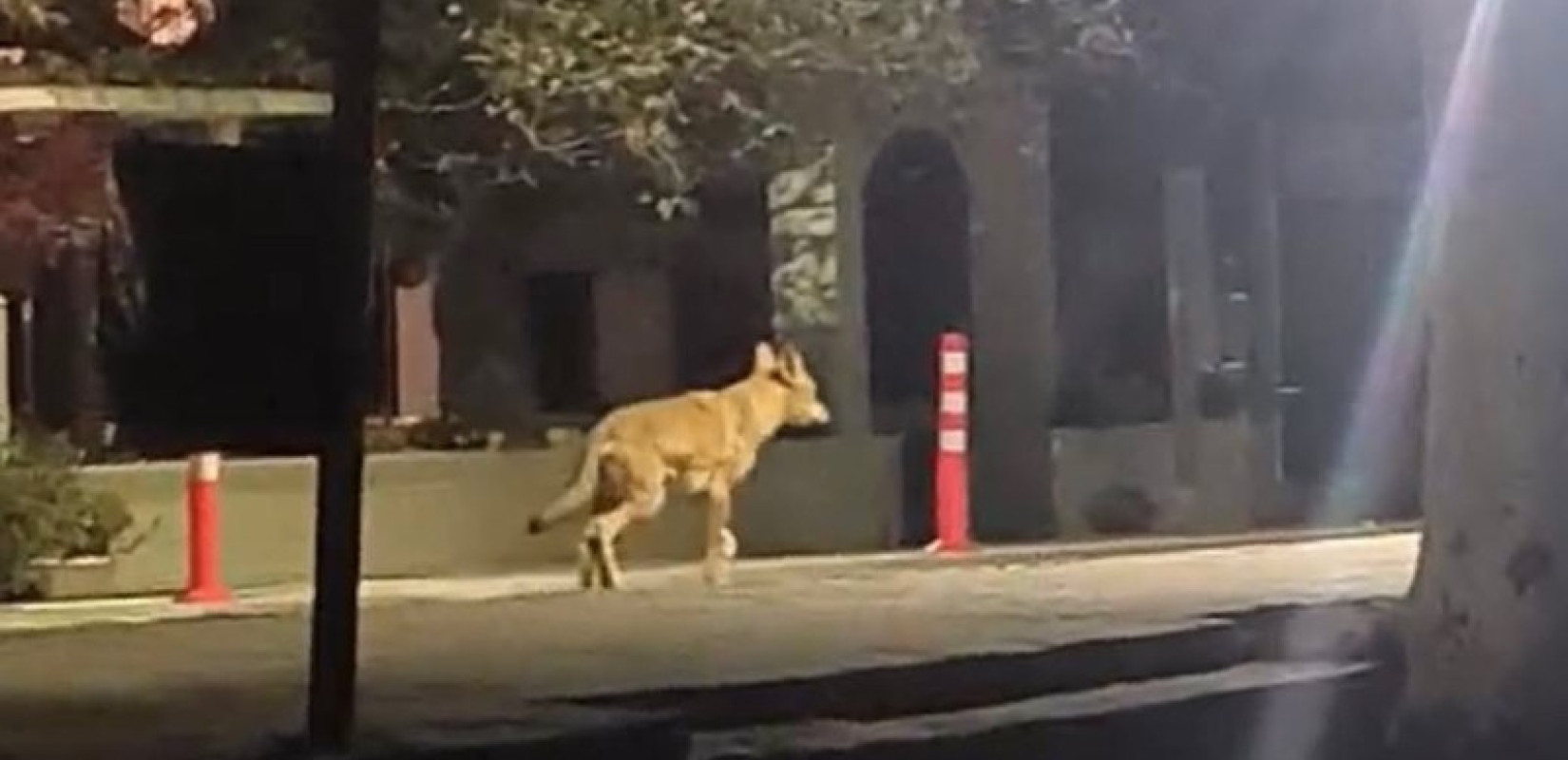 Χαλκιδική: Νέα εμφάνιση άγριου ζώου στον Ν. Μαρμαρά - Σε εξέλιξη επιχείρηση για τον εντοπισμό του (βίντεο)
