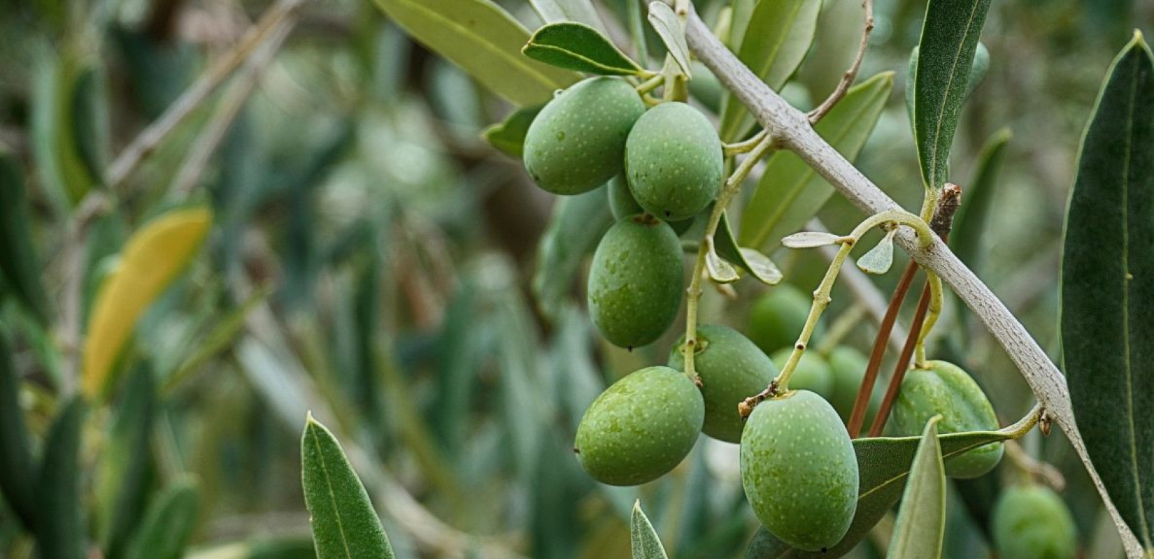 Πηγή: https://pixabay.com/images/search/green%20olive%20/