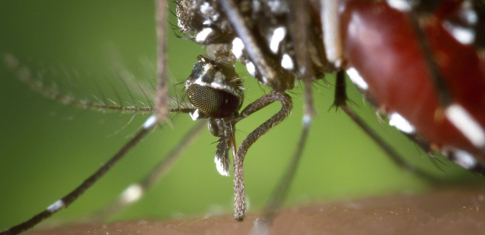 Φωτογραφία αρχείου - Πηγή: https://pixabay.com/photos/mosquito-female-aedes-albopictus-1301764/