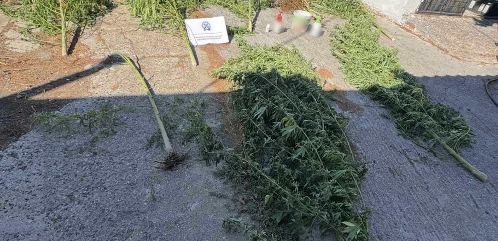 Πέλλα: Συνελήφθη 36χρονος για φυτεία κάνναβης - Εκριζώθηκαν δενδρύλλια σε αγροτική περιοχή
