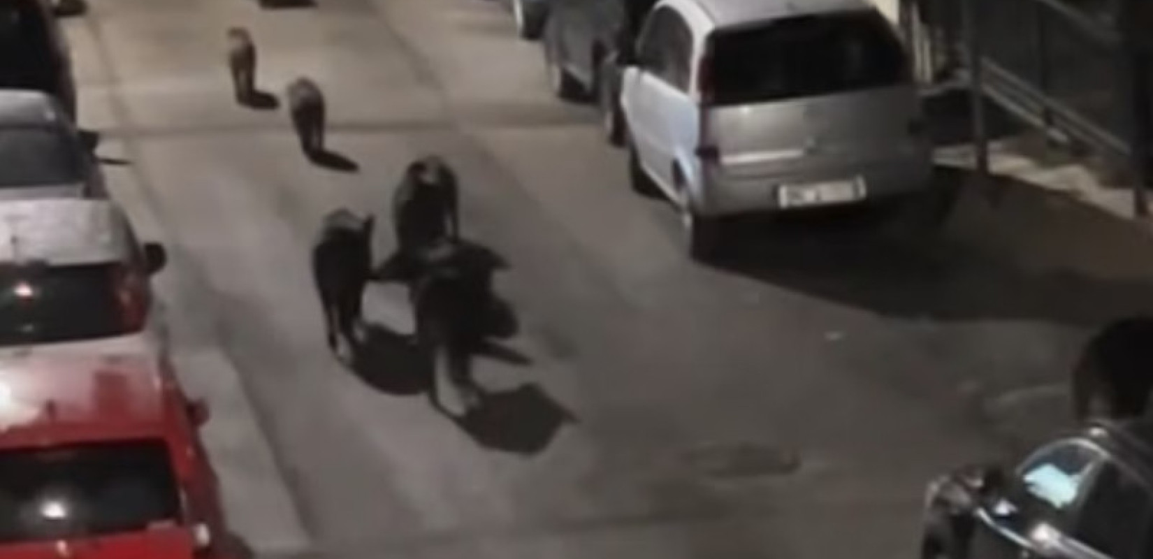 Θεσσαλονίκη: Αγέλη 12 αγριογούρουνων «εισέβαλε» στη Χαριλάου - Το βίντεο που έγινε viral στο TikTok