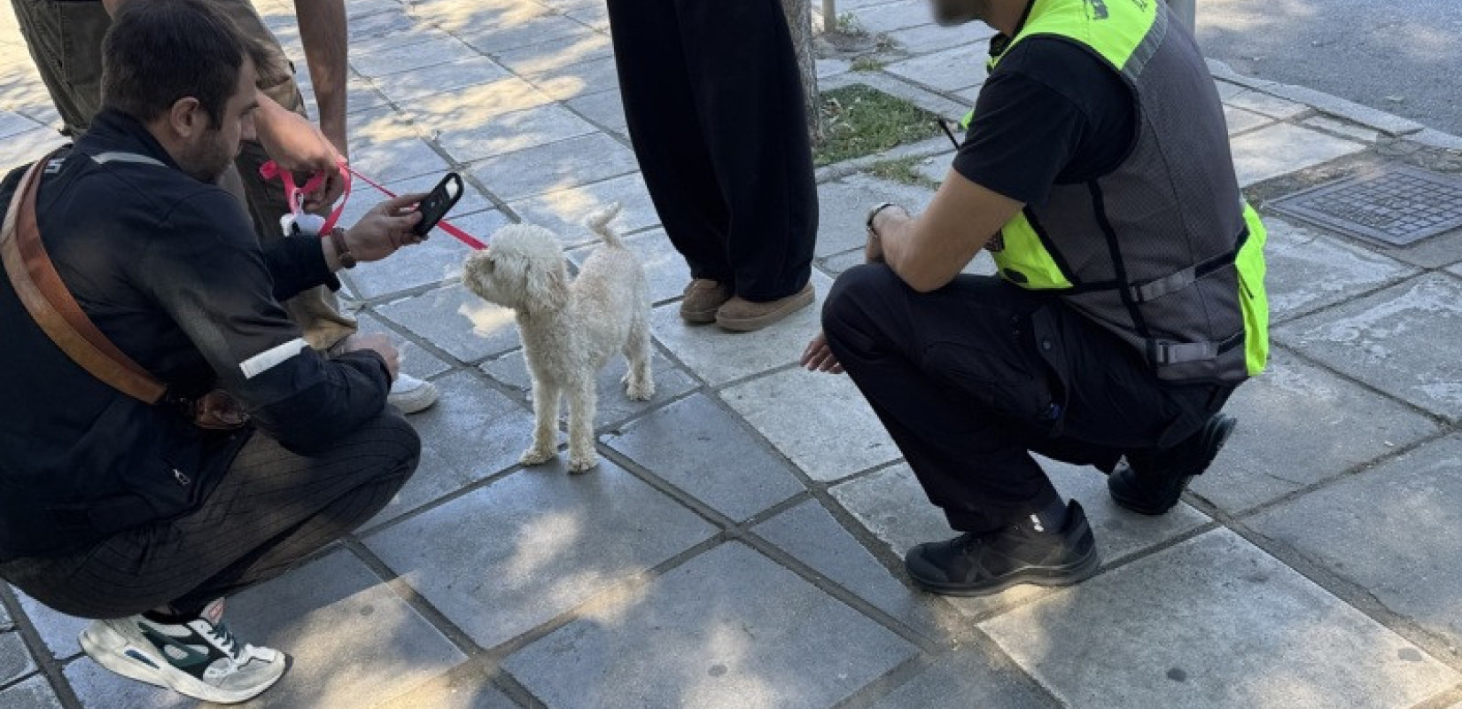 Θεσσαλονίκη: 20 πρόστιμα σε ελέγχους για δεσποζόμενα ζώα - Έως 1.000 ευρώ τα πρόστιμα