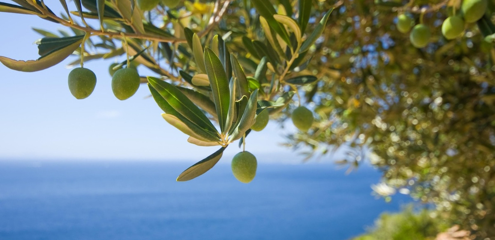 Β. Ελλάδα: Το «ράβδισμα» της επιτραπέζιας ελιάς - Γιατί φέτος η τιμή αγοράς είναι πολύ χαμηλότερη από πέρσι