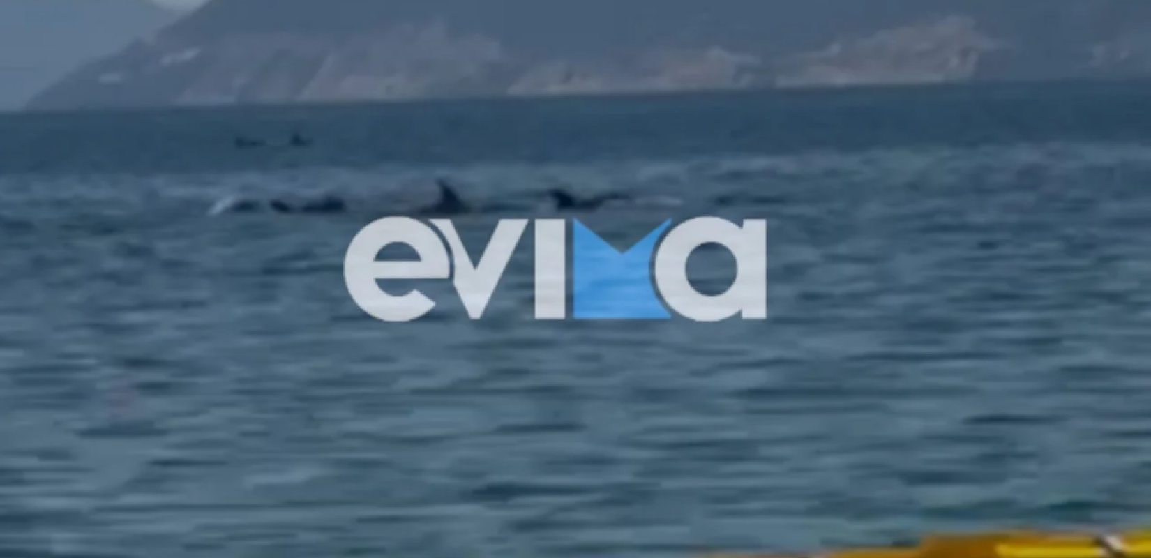 Μαγευτικό θέαμα στον Ευβοϊκό: Φώκια και κοπάδι δελφινιών δίπλα σε ψαρά (Βίντεο)