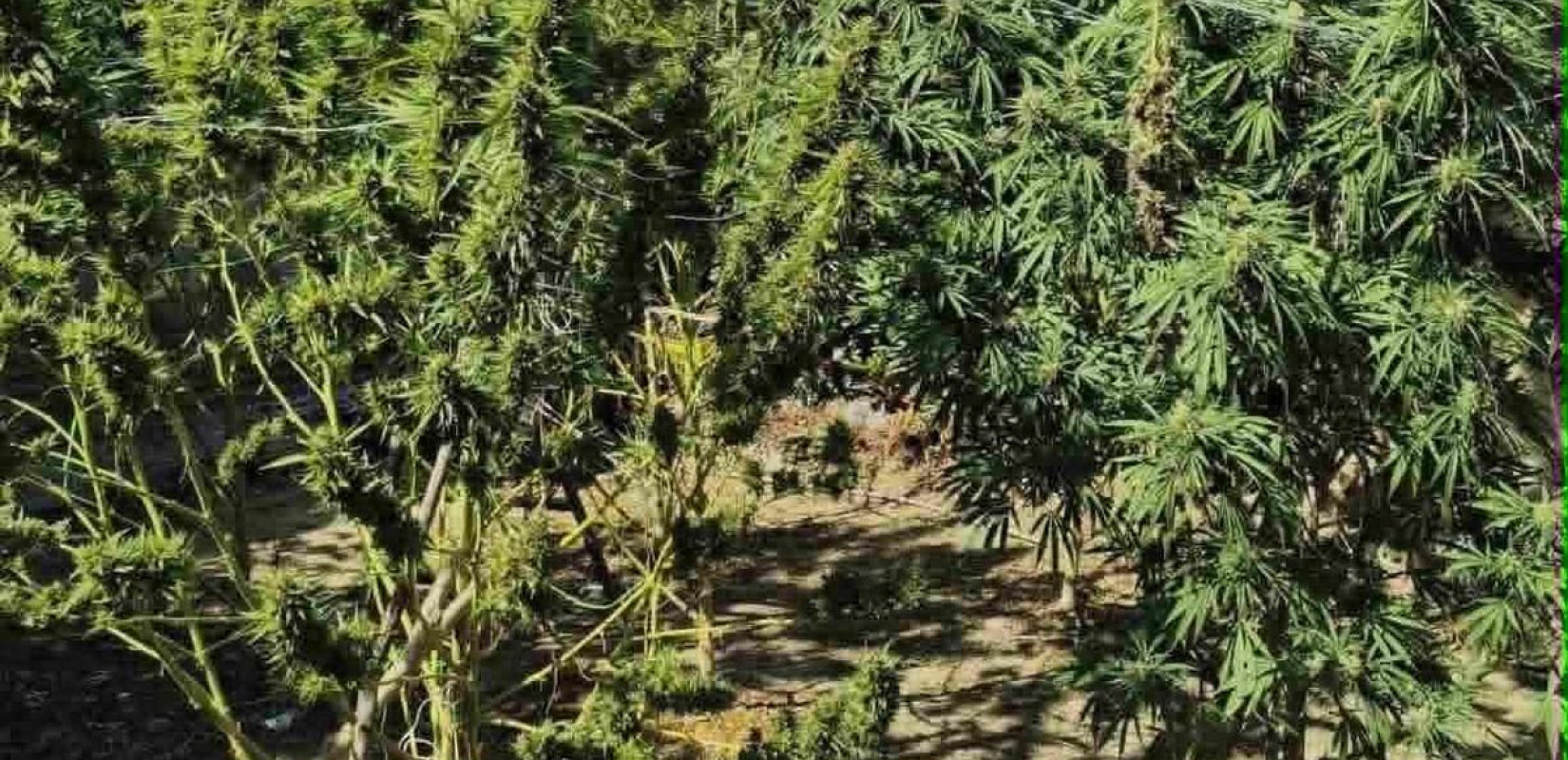 Ημαθία: Καλλιεργούσε δενδρύλλια κάνναβης στην αυλή του