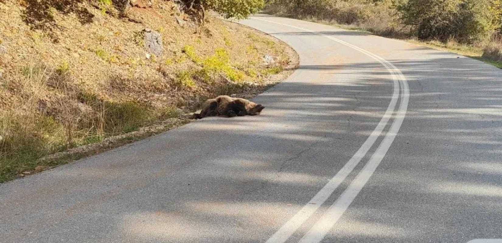 Πυροβόλησαν και σκότωσαν νεαρή αρκούδα στις Πρέσπες