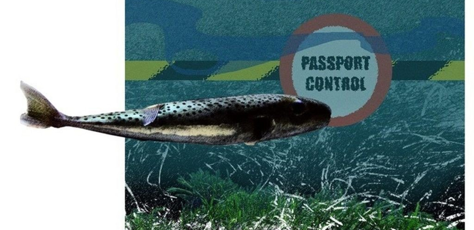 Να μειώσουν τον πληθυσμό του λαγοκέφαλου επιχειρούν οι Έλληνες επιστήμονες