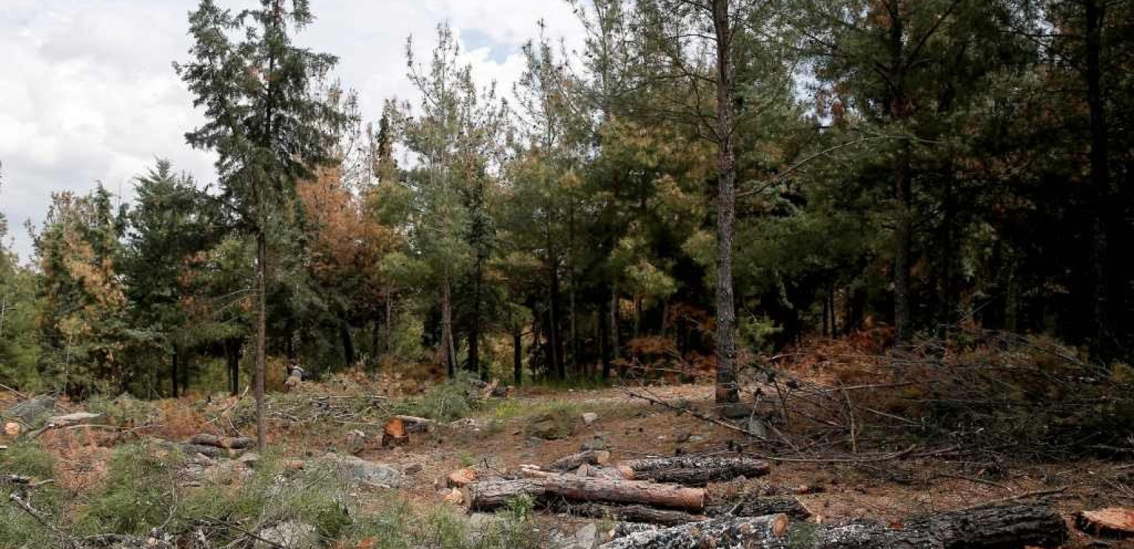 Επιδημία φλοιοφάγου στα δάση της Θεσσαλονίκης
