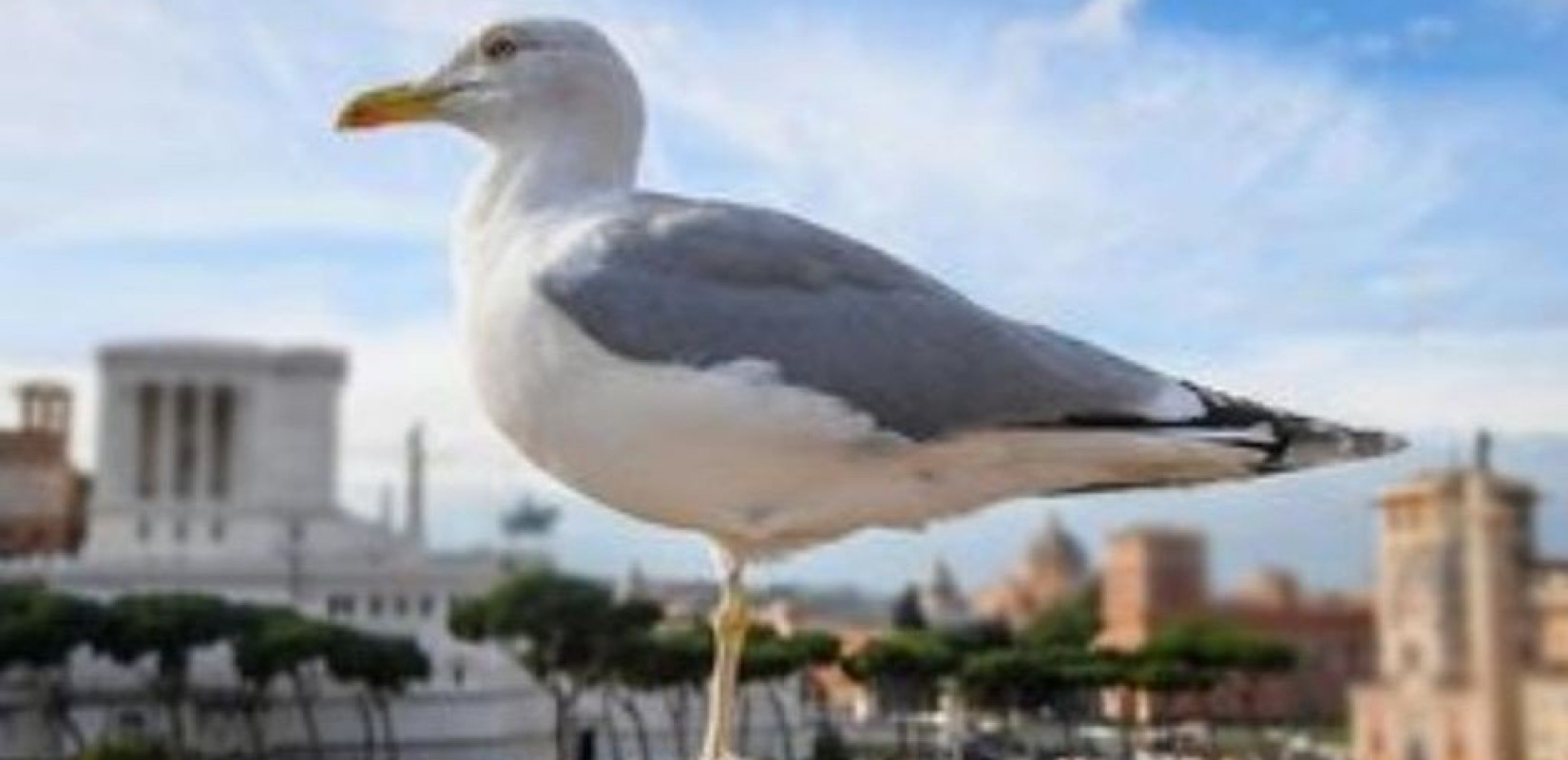 Γιατί οι γλάροι «μετακόμισαν» στις ταράτσες του Βόλου;