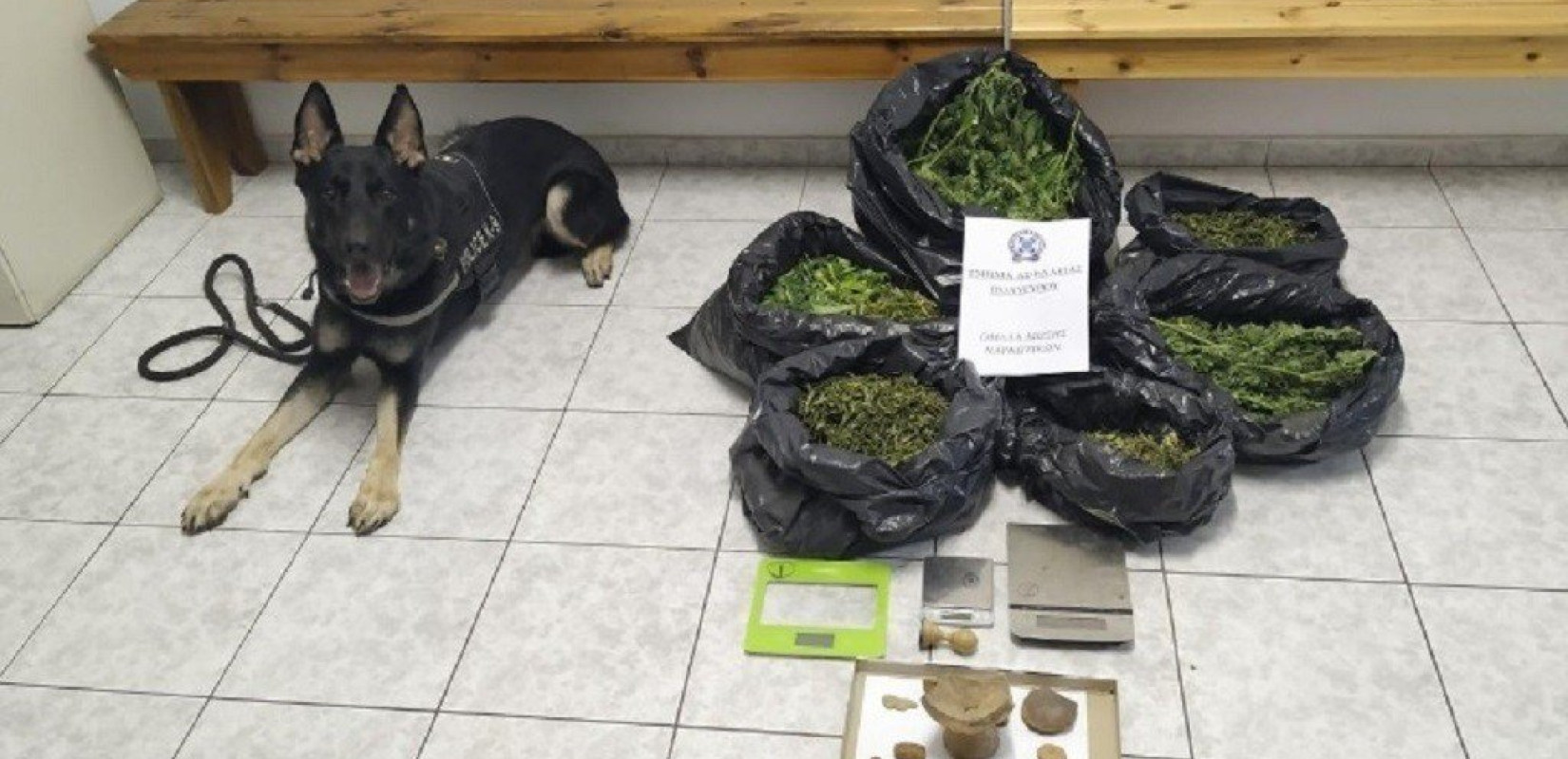Θεσσαλονίκη: Ο Ακύλας ξετρύπωσε την κάνναβη, οι αστυνομικοί τα αρχαία! 
